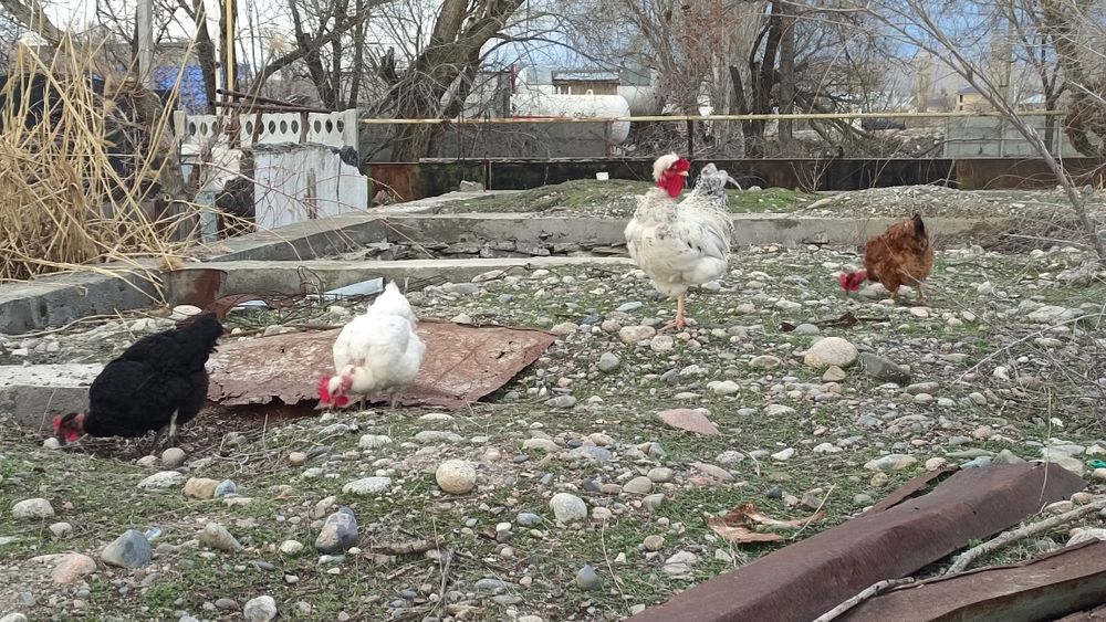 Инкубационные яйца