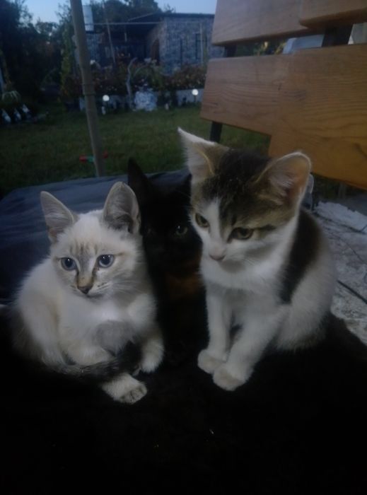 Котята ищут домик