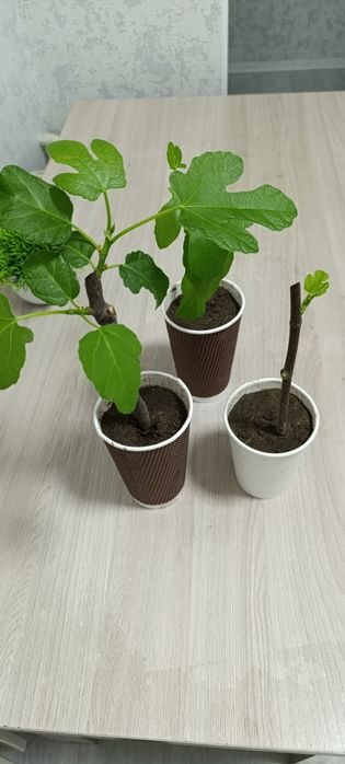 Продам черенки инжира
