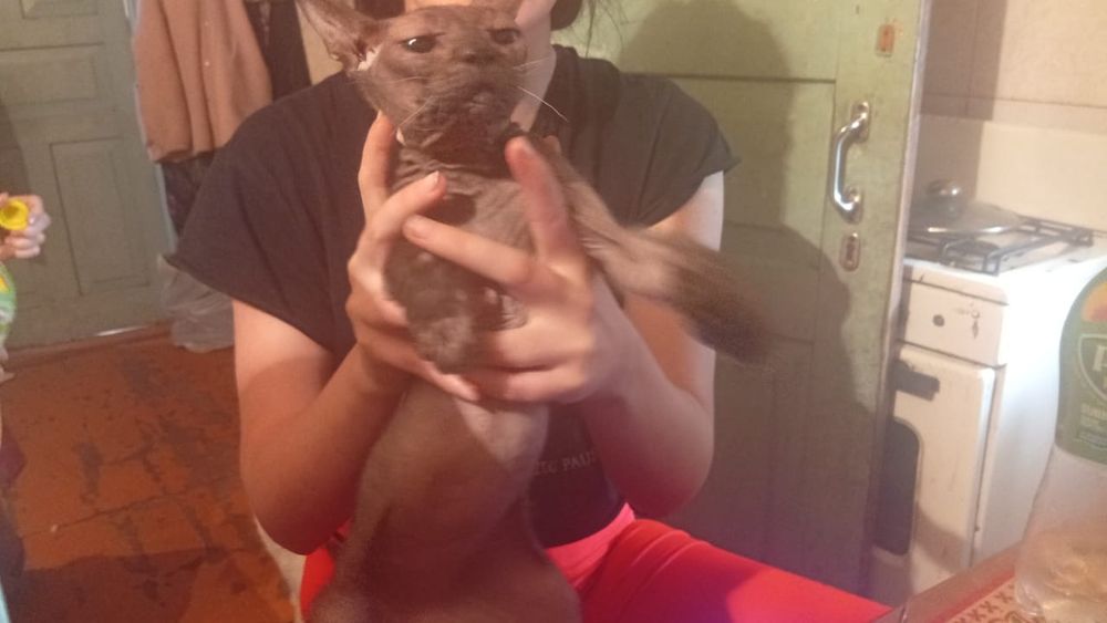 Кошка свинкс мэги