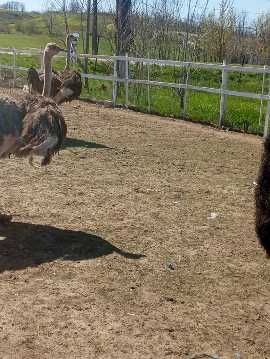 Familie struți Africani vârstă 4 ani, pentru ce-i interesați Nr 0766501987!