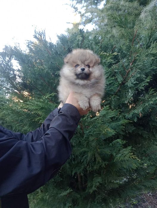 Мъжки  Померани !