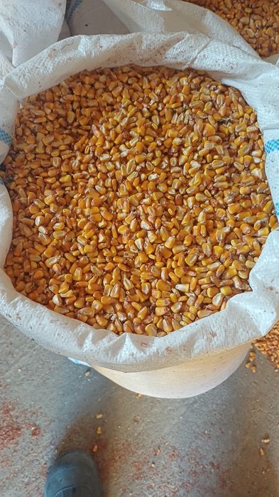Vând porumb boabe