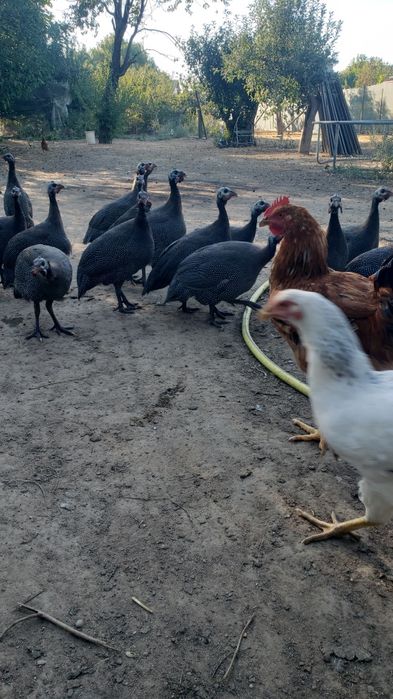 Bibilici 99 lei bucata