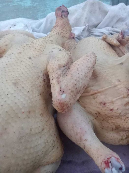 Продам домашних гусей, уточек