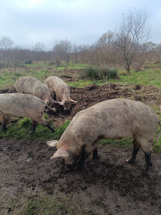 Прасета кастрирани