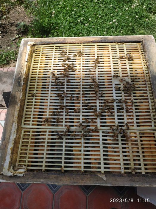 Asal va asal mahsulotlari