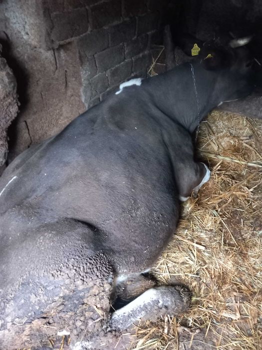 Vand vaca cu vitel in burta