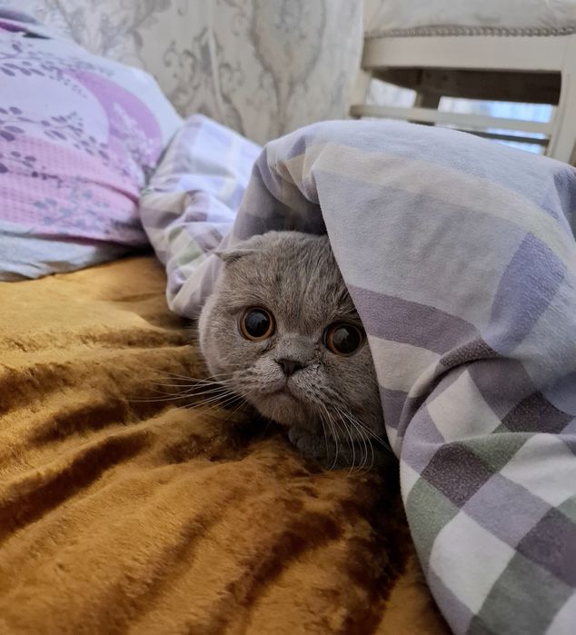 Вязка скоттиш фолд мальчик чистокровный