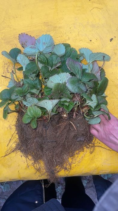 Stoloni de capsuni soiul Aprica si soiul Murano