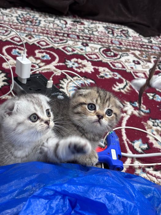 Продаётся котята  шиншиллы
