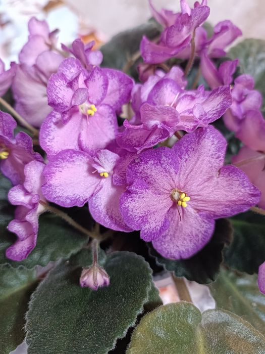 Продам сортовую фиалку