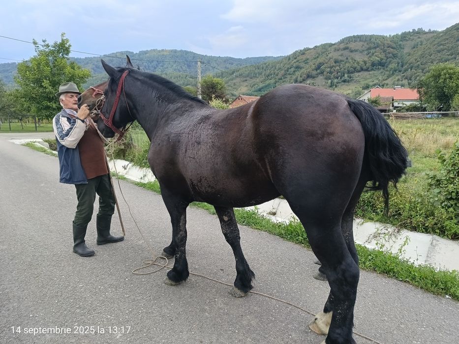 Vând 2 iepe, foarte cuminți , mânza are 2 ani și 4 luni, iapa 9 ani