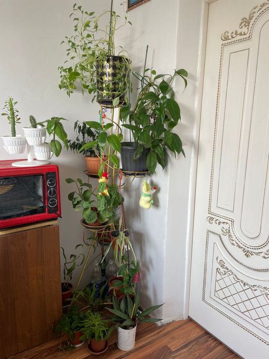 Комнатные растения