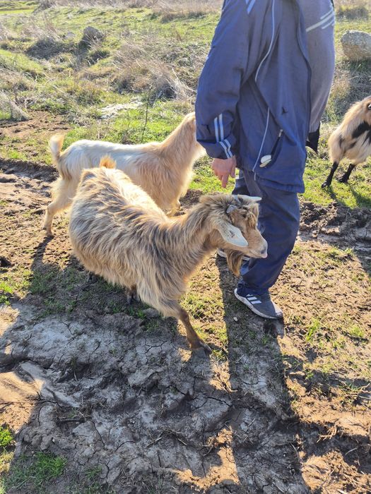 Capre fătate și depuse