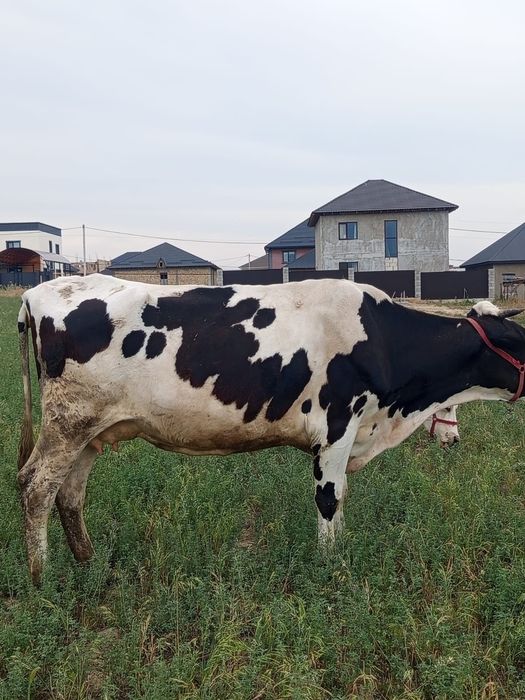 Корова продаётся