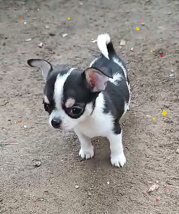 Щенок чихуахуа, мальчик.