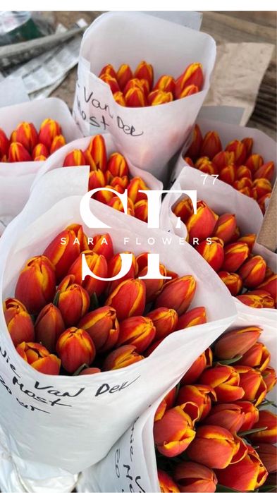 Оптовая продажа тюльпанов