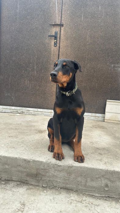 Доберман 4 мес девочка
