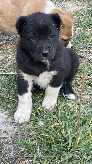 Алабай күшіктер сатылады