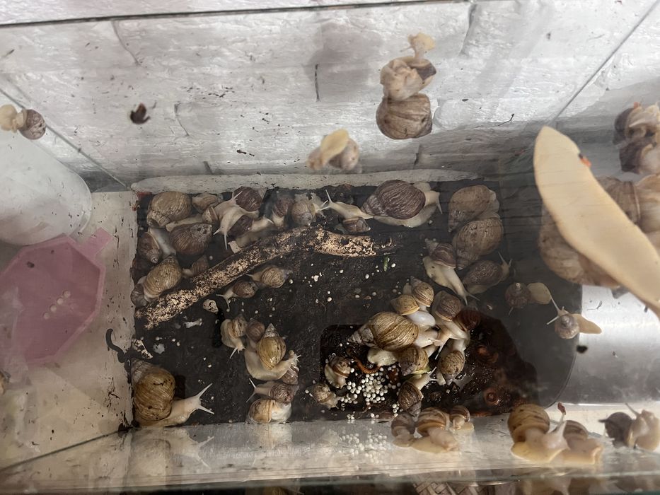 Омолаживающие улитки