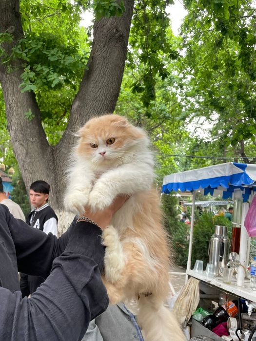 Scottish fold Bicolor Qiz