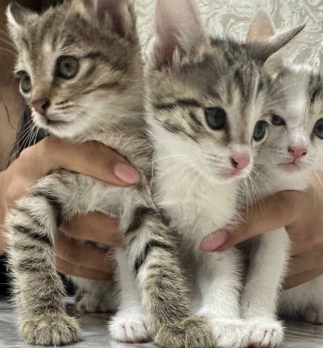 Отдам в добрые руки