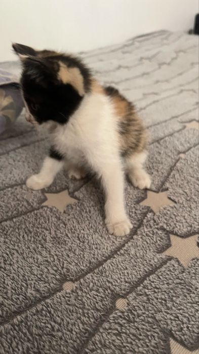 Маленькие котята