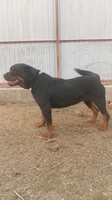 Ратвейлер сатылады