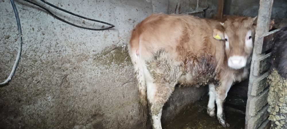 Продам хорошую тëлочку