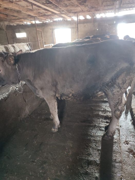 Коровы Коровы Коровы