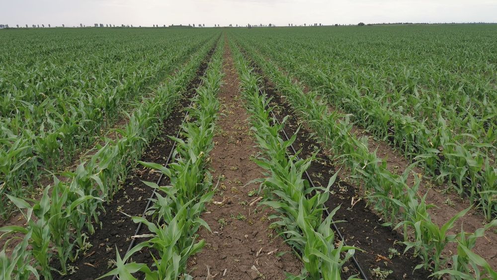 Samanta  Monsanto Pio Syngenta