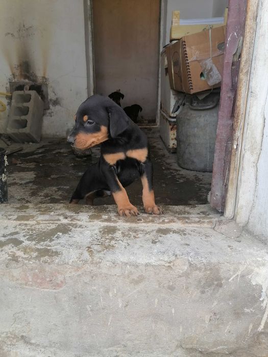 Доберман кучиклар сотилади Фаргонада тоза кон