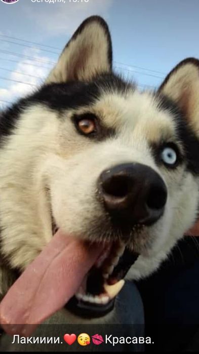 Кабель для вязки Хаски Арлекин развязон