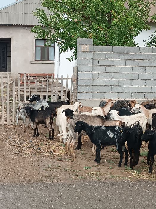 43 бас ешкі шыбыштар бар