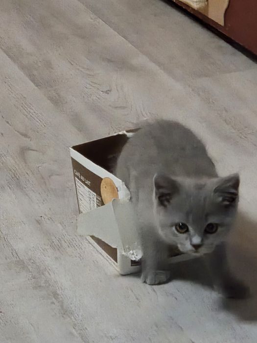 British shorthair blue