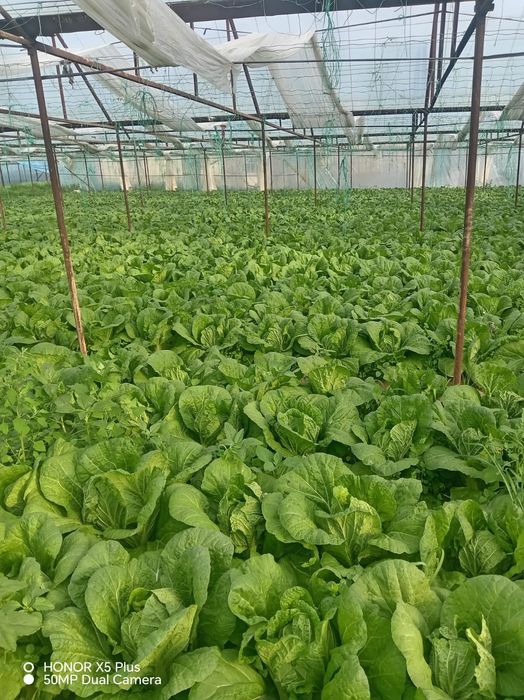 Пекинка бар дайын