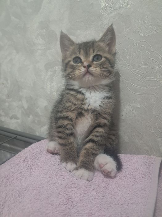 Котят девочку 1,5 месяца