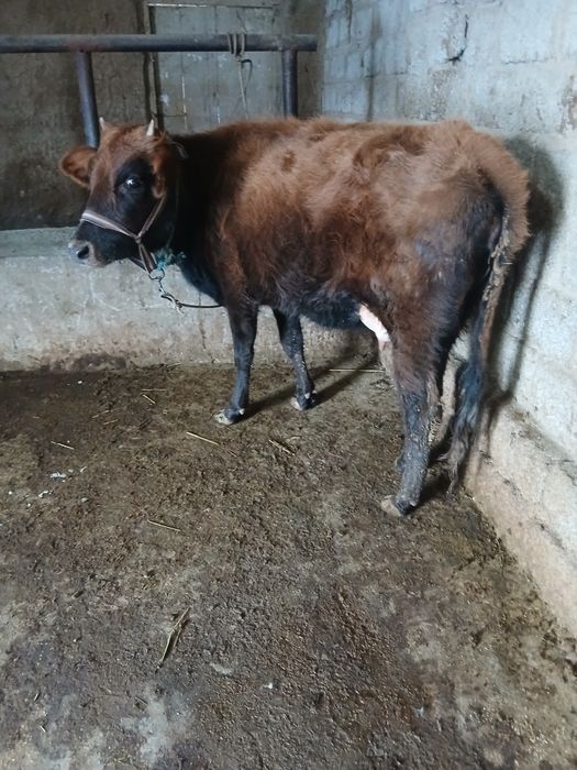 Срочни она бола сигр сотлади ювош