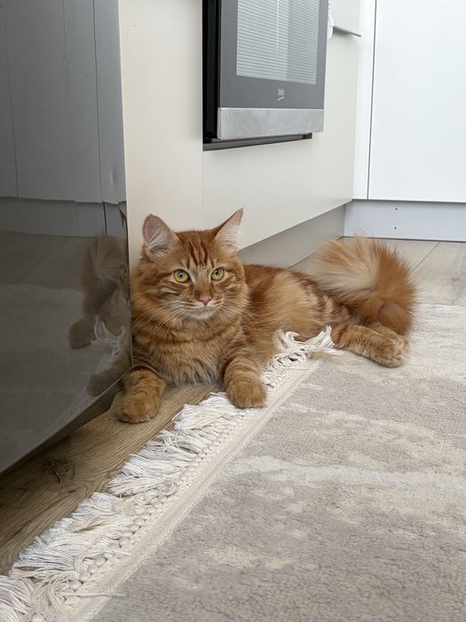 Отдам кота бесплатно