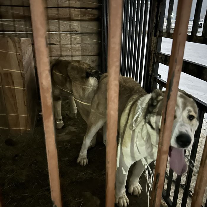 Продается щенки чемпионский линий