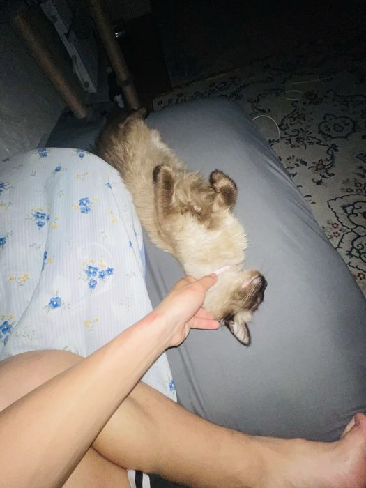 Мысык ургашы кастрированы