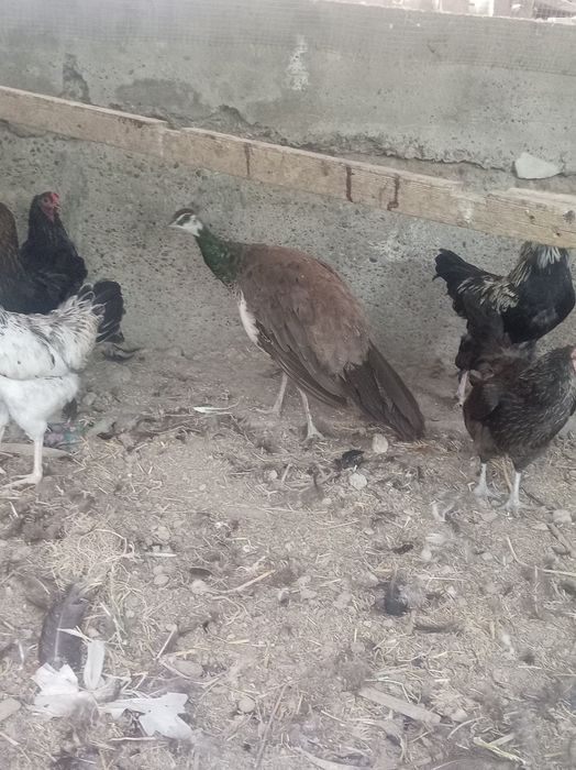 Tuvus tez va arzon sotiladi