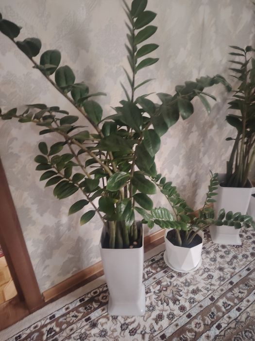 Доллоровые цветы с горшком
