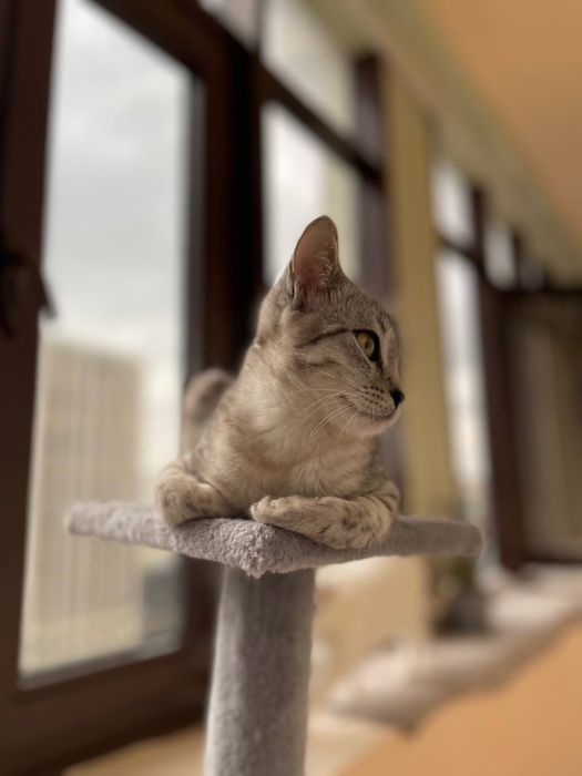 Отдам котят в хорошие руки