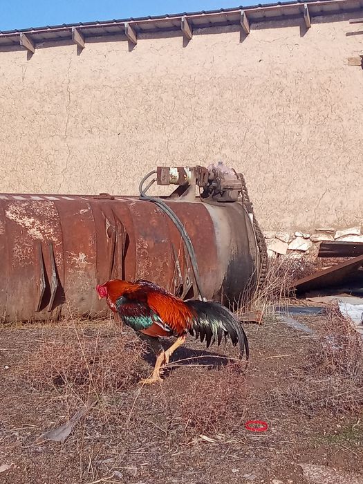 Дакан қораз сатылады