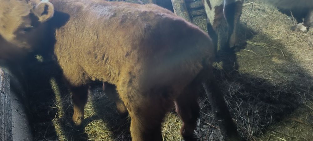 Теленок ( бычёк)