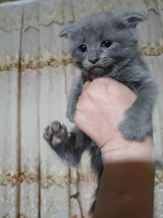 Котята не дорого