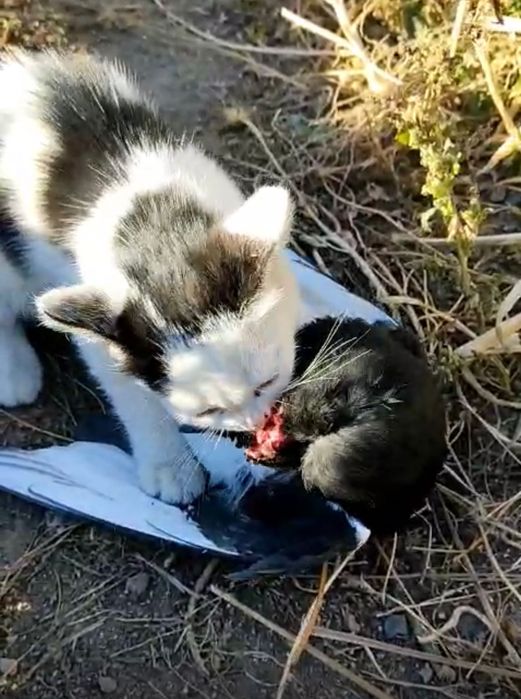 Котята девочки бесплатно