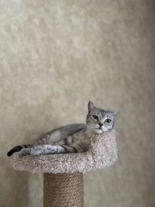 Отдам котов в добрые руки